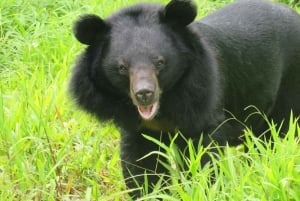 Ninh Binh: Trang An, Bear Sanctuary, Hoa Lu Day Tour