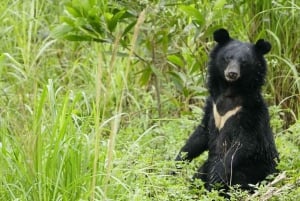 Ninh Binh: Trang An, Bear Sanctuary, Hoa Lu Day Tour