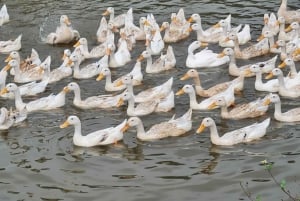 Ninh Binh Vespa Tours saindo de Hanói: Vespa + Barco + Vida Diária