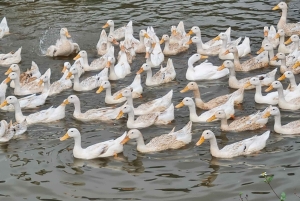 Ninh Binh Vespa-Touren ab Hanoi: Vespa + Boot + Alltagsleben