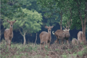 ニンビン：野生生物、ジャングルハイキング、ククフォン国立公園ガイドツアー