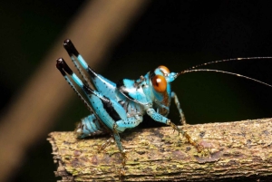 ニンビン：野生生物、ジャングルハイキング、ククフォン国立公園ガイドツアー