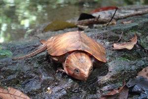 ニンビン：野生生物、ジャングルハイキング、ククフォン国立公園ガイドツアー