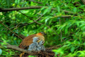 Privat dagstur: Cuc Phuong National Park från Hanoi