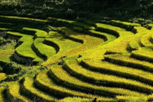 Sapa: 2D/1N Trek Rice Terraces & Homestay with Linh