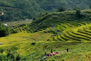 Sapa: 2D/1N Trek Rice Terraces & Homestay with Linh