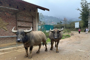 Sapa: 2D/1N Trek Rice Terraces & Homestay with Linh