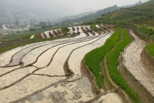 Sapa: 2D/1N Trek Rice Terraces & Homestay with Linh