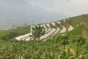 Sapa: 2D/1N Trek Rice Terraces & Homestay with Linh