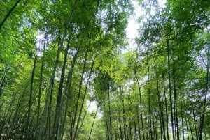 Sapa: 2D/1N Trek Rice Terraces & Homestay with Linh