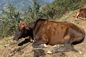 Sapa: 2D/1N Trek Rice Terraces & Homestay with Linh