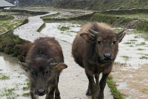Sapa: 2D/1N Trek Rice Terraces & Homestay with Linh