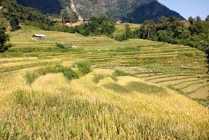 Sapa: 2D/1N Trek Rice Terraces & Homestay with Linh