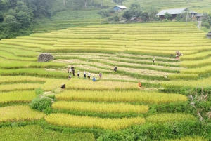 Da Hanoi: Sapa Discovery Package Tour di 1 giorno e 1 notte