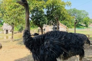 Hanói privado especial: tobogán arcoíris, animales y calle del tren