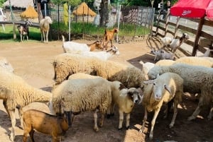 Privates Hanoi: Regenbogenrutsche, Tiere & Zugstraße