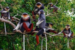 Fra Ha Noi Cuc Phuong nasjonalpark