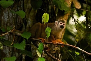 Fra Ha Noi Cuc Phuong nasjonalpark