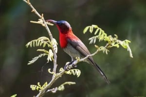 Fra Ha Noi Cuc Phuong nasjonalpark