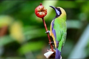 Fra Ha Noi Cuc Phuong nasjonalpark