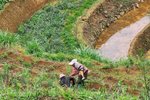 Hanoi: 3-Day Mu Cang Chai Trekking, Hidden Trail, Local Life