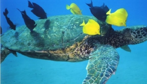 Hawaii scenery, by wallyg (Flickr)