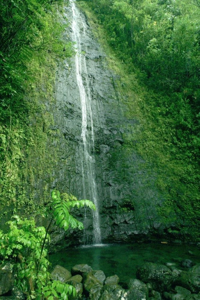 "The Treasures of Manoa Valley"