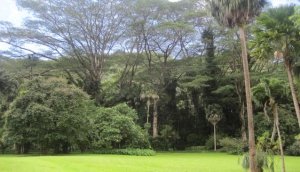 'The Treasures of Manoa Valley'