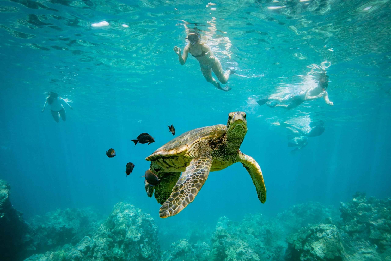 Maui: Experiência de 5 horas de mergulho com snorkel e vela com café da manhã e almoço