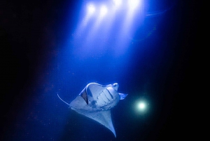 6 Passenger Max Manta Ray Night Snorkel