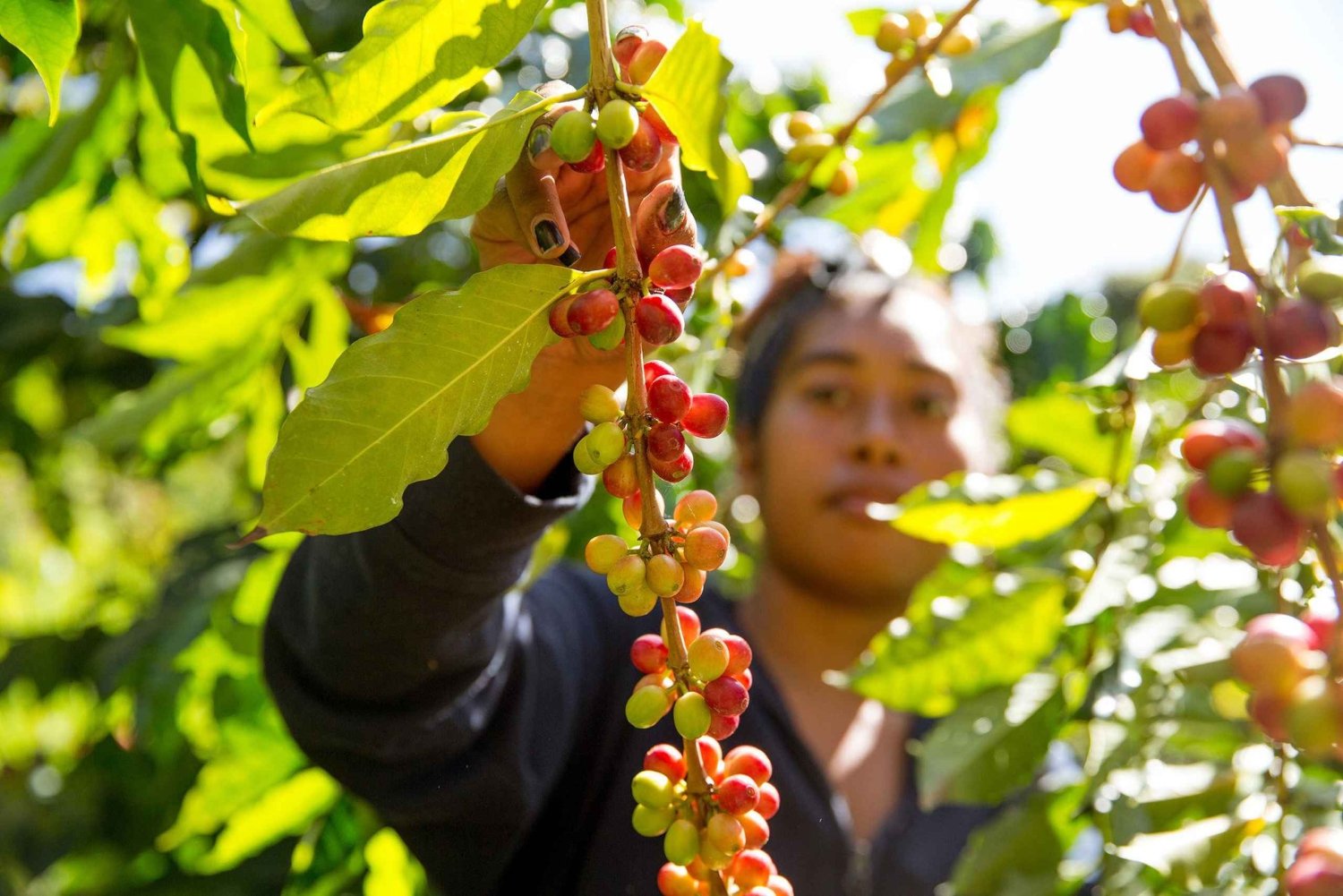 Hawaii Hala Tree Coffee: koffiecupping-workshop