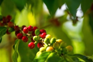 Hawaii Hala Tree Coffee: koffiecupping-workshop