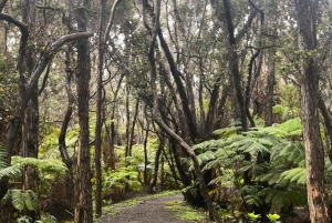 Wycieczka z przewodnikiem: Krater Kilauea Iki i rura lawowa