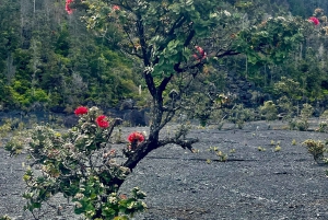 Wycieczka z przewodnikiem: Krater Kilauea Iki i rura lawowa