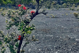 Une aventure de randonnée guidée : Cratère Kilauea Iki et tube de lave