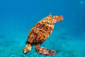Snorkeling e navigazione pomeridiana sulla Costa dei Pali