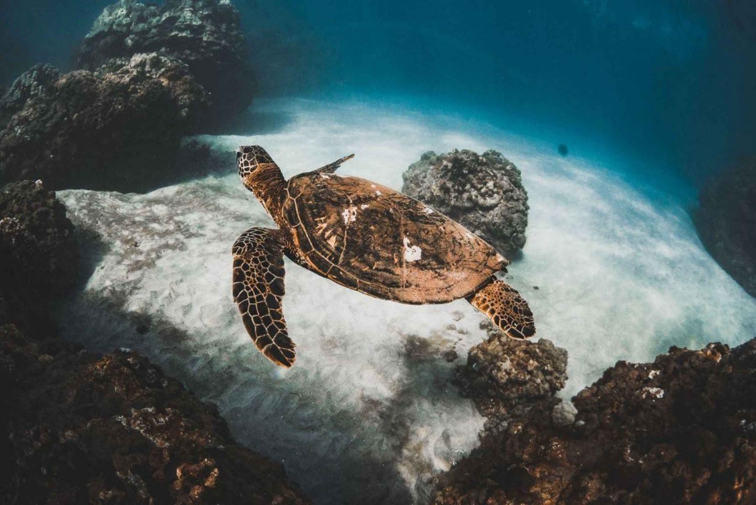 Alii Nui Eftermiddag Snorkling med sköldpaddor