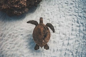 Snorkel com tartaruga à tarde no Alii Nui