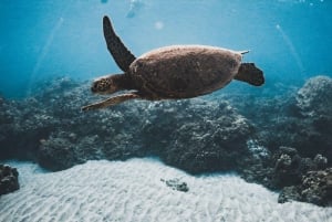 Alii Nui Eftermiddag Snorkling med sköldpaddor