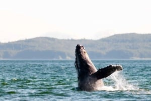 Maui: luxe catamaran walvissen spotten & zeilen