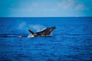 Alii Nui Maui Whale Watch katamaraanipurjehdus
