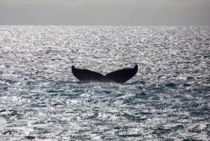 Alii Nui Maui Whale Watch Katamaran Segel