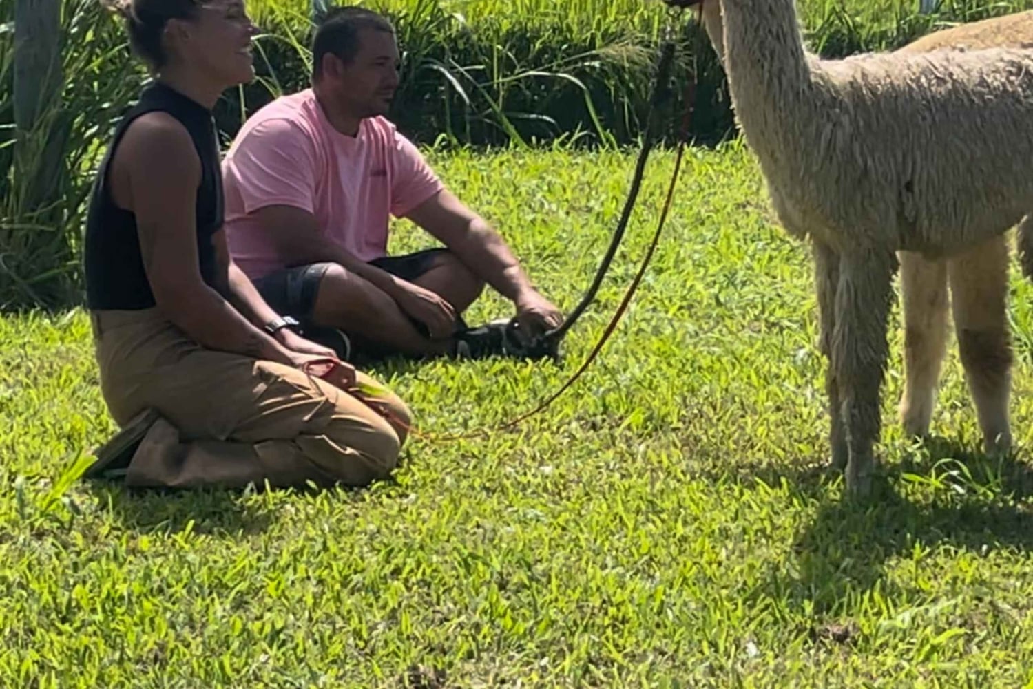 Alpakkatilakierros matkalla Hanaan