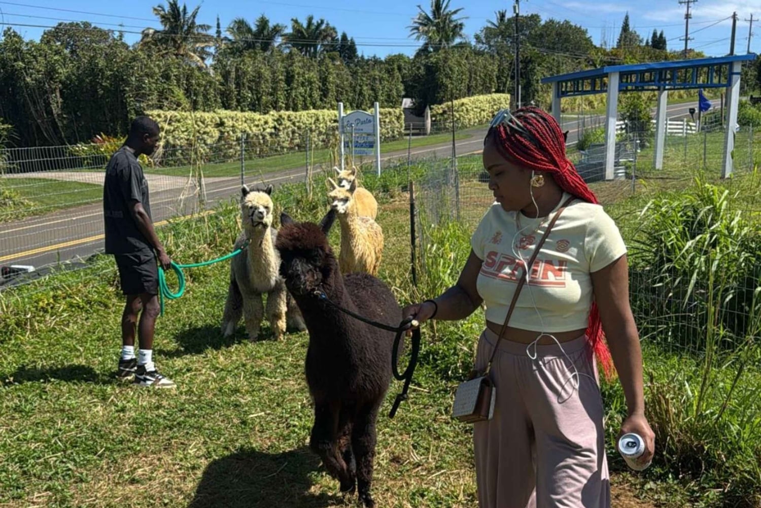 Alpakkatilakierros matkalla Hanaan