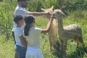 Alpakkatilakierros matkalla Hanaan