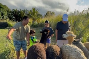 Alpakkatilakierros matkalla Hanaan