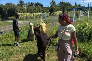 Alpakkatilakierros matkalla Hanaan