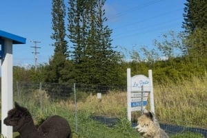 Alpakkatilakierros matkalla Hanaan