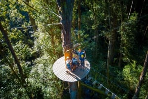 Den store ø: 3 timers Zipline-eventyr på Kohala Canopy