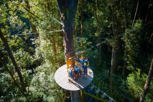 Big Island: 3-Hour Kohala Canopy Zipline Adventure